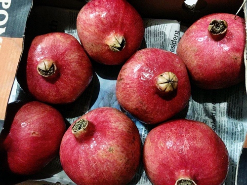 Lựu khổng lồ, giá cao ngất vẫn hút khách mua - 2