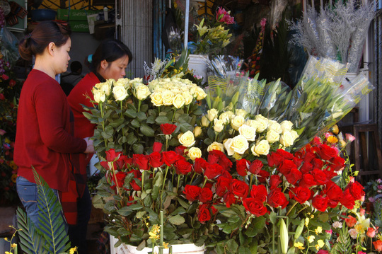 Hoa Đà Lạt sẽ tăng giá mạnh dịp lễ 20-11 - 1