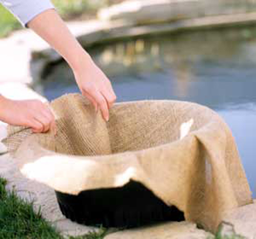 Hoa súng trồng trong chậu, vừa đơn giản vừa đẹp - 1