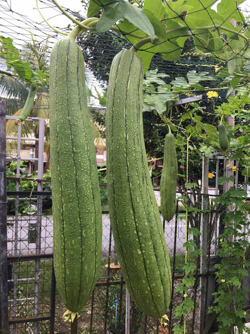 Cách trồng bí ngô trên giàn trĩu quả của mẹ Việt tại Malaysia - 6