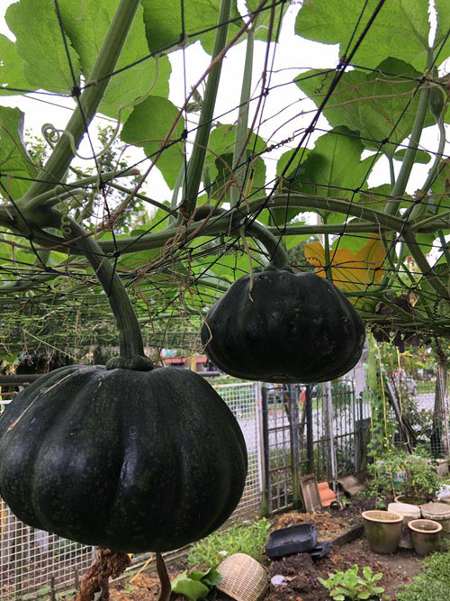 Cách trồng bí ngô trên giàn trĩu quả của mẹ Việt tại Malaysia - 4