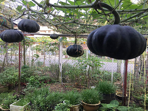 Cách trồng bí ngô trên giàn trĩu quả của mẹ Việt tại Malaysia - 2