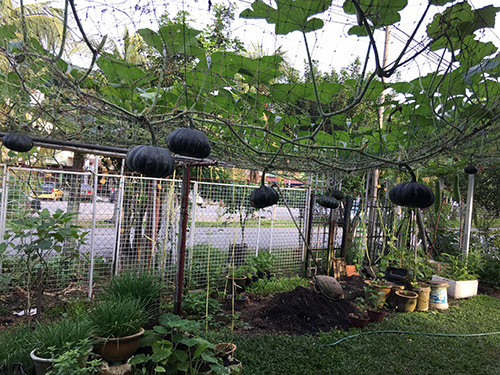 Cách trồng bí ngô trên giàn trĩu quả của mẹ Việt tại Malaysia - 3