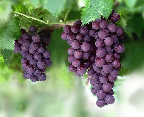 Không cần phẫu thuật, chỉ cần ăn 4 món này ngực sẽ khủng chẳng kém gì đi bơm - 7