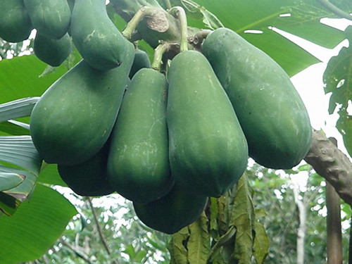 Không cần phẫu thuật, chỉ cần ăn 4 món này ngực sẽ khủng chẳng kém gì đi bơm - 2