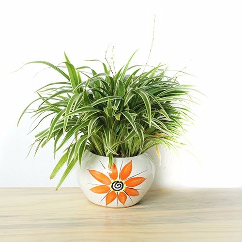Chọn cây cảnh theo mệnh để tài lộc chảy vào nhà - 3
