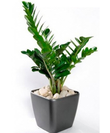 Chọn cây cảnh theo mệnh để tài lộc chảy vào nhà - 1