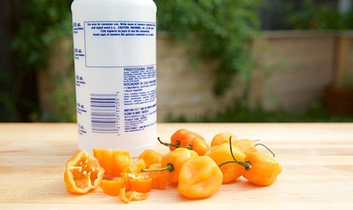 Đâu phải cứ dùng bẫy, 3 thực phẩm trong bếp này cũng giúp nhà không còn một bóng chuột - 3