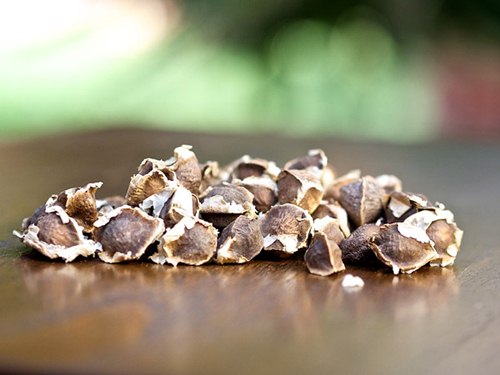 Trồng rau chùm ngây từ giấy ẩm, chẳng mấy chốc đã có thuốc bổ cho cả nhà - 2