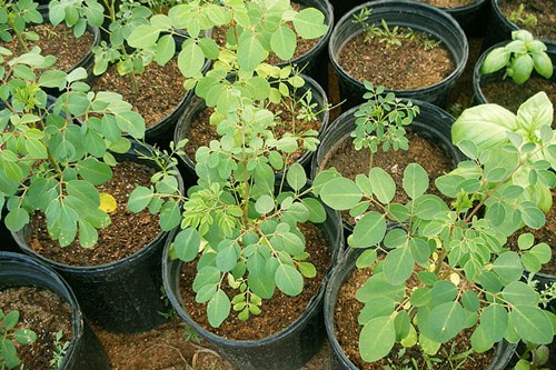 Trồng rau chùm ngây từ giấy ẩm, chẳng mấy chốc đã có thuốc bổ cho cả nhà - 8