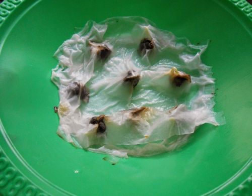 Trồng rau chùm ngây từ giấy ẩm, chẳng mấy chốc đã có thuốc bổ cho cả nhà - 3