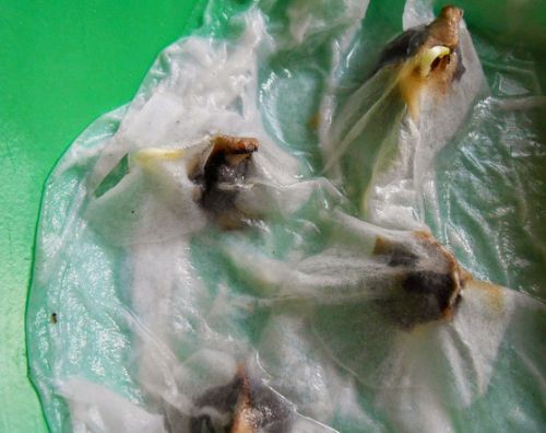 Trồng rau chùm ngây từ giấy ẩm, chẳng mấy chốc đã có thuốc bổ cho cả nhà - 4