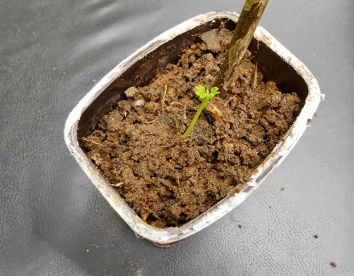 Trồng rau chùm ngây từ giấy ẩm, chẳng mấy chốc đã có thuốc bổ cho cả nhà - 6