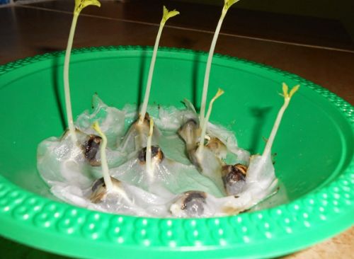 Trồng rau chùm ngây từ giấy ẩm, chẳng mấy chốc đã có thuốc bổ cho cả nhà - 5