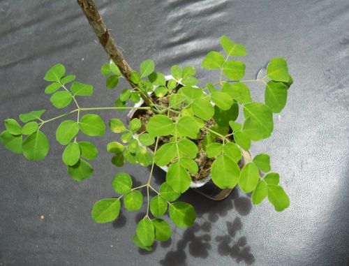 Trồng rau chùm ngây từ giấy ẩm, chẳng mấy chốc đã có thuốc bổ cho cả nhà - 7