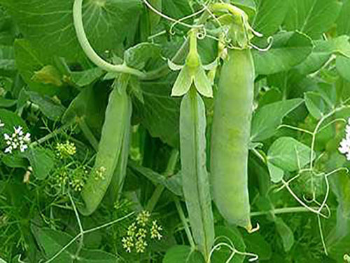 Ăn đậu no hơn ăn thịt - 1