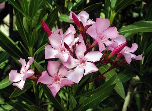 6 loại hoa đẹp xuất sắc nhưng chứa chất kịch độc gây chết người - 6