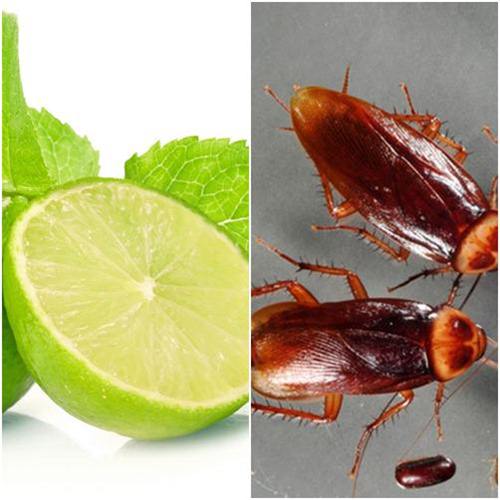 Đặt 3 miếng vỏ dưa chuột vào góc nhà, điều bất ngờ sẽ xảy ra với lũ gián - 2