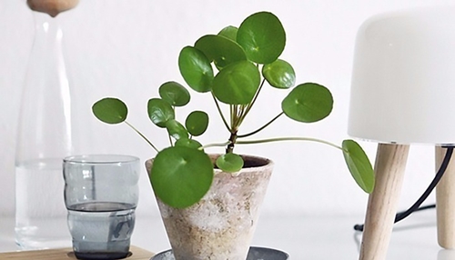 12 con giáp nên đặt đồ vật gì trong nhà để amp;#34;tiền vào như nướcamp;#34;, sự nghiệp thăng hoa? - 10