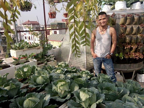 Ông bố đảm trồng rau sạch, thả cá trên sân thượng phục vụ vợ con - 1