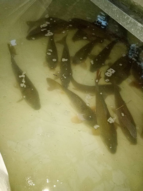 Ông bố đảm trồng rau sạch, thả cá trên sân thượng phục vụ vợ con - 18