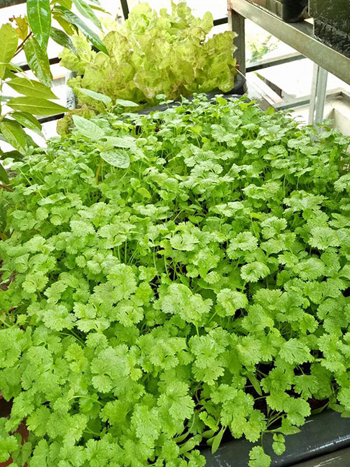 Ông bố đảm trồng rau sạch, thả cá trên sân thượng phục vụ vợ con - 15