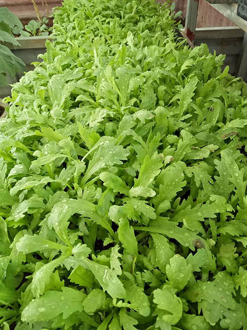 Ông bố đảm trồng rau sạch, thả cá trên sân thượng phục vụ vợ con - 10