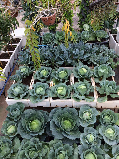 Ông bố đảm trồng rau sạch, thả cá trên sân thượng phục vụ vợ con - 2