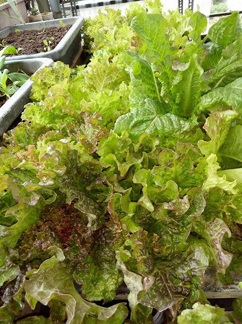 Ông bố đảm trồng rau sạch, thả cá trên sân thượng phục vụ vợ con - 8