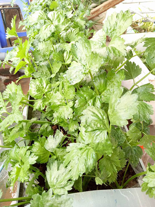 Ông bố đảm trồng rau sạch, thả cá trên sân thượng phục vụ vợ con - 16