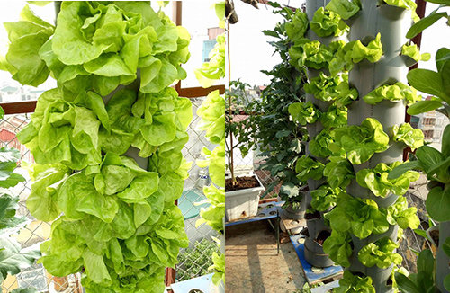 Ông bố đảm trồng rau sạch, thả cá trên sân thượng phục vụ vợ con - 11