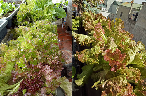 Ông bố đảm trồng rau sạch, thả cá trên sân thượng phục vụ vợ con - 9