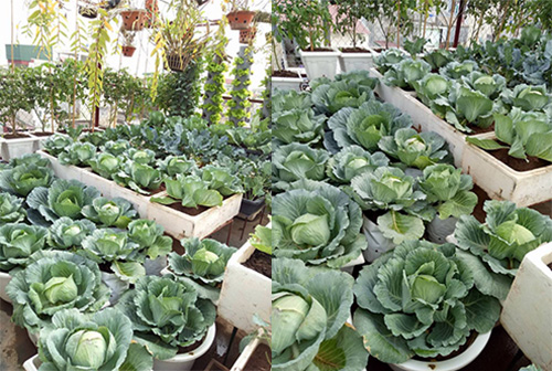 Ông bố đảm trồng rau sạch, thả cá trên sân thượng phục vụ vợ con - 6