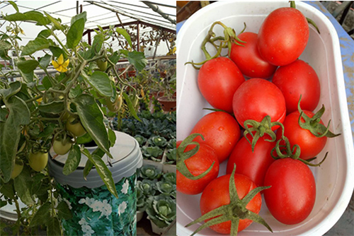 Ông bố đảm trồng rau sạch, thả cá trên sân thượng phục vụ vợ con - 13