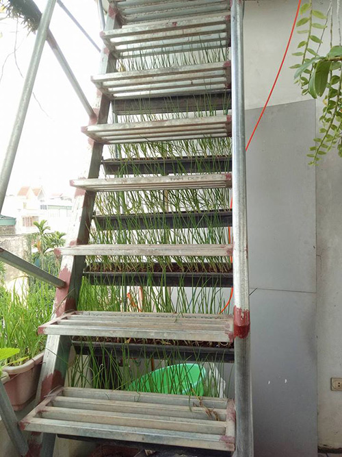 Ông bố đảm trồng rau sạch, thả cá trên sân thượng phục vụ vợ con - 17