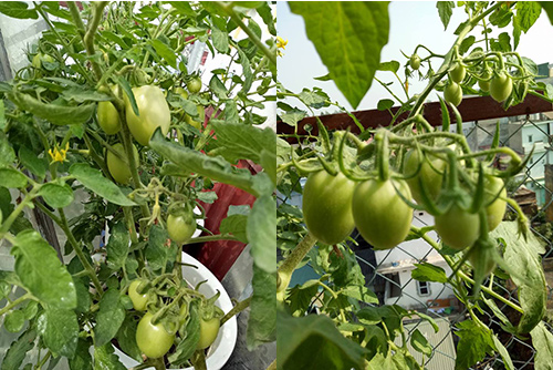 Ông bố đảm trồng rau sạch, thả cá trên sân thượng phục vụ vợ con - 12