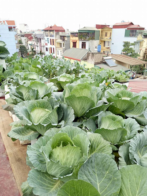 Ông bố đảm trồng rau sạch, thả cá trên sân thượng phục vụ vợ con - 4