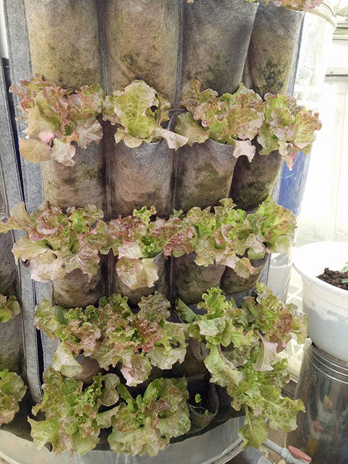 Ông bố đảm trồng rau sạch, thả cá trên sân thượng phục vụ vợ con - 7