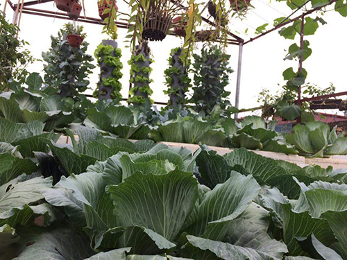 Ông bố đảm trồng rau sạch, thả cá trên sân thượng phục vụ vợ con - 5