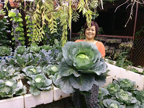 Ông bố đảm trồng rau sạch, thả cá trên sân thượng phục vụ vợ con - 3