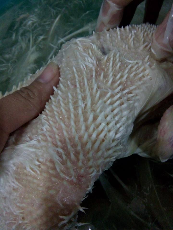 Không may ra mắt nhà chồng, mà nhổ lông vịt thế này là xong! - 1