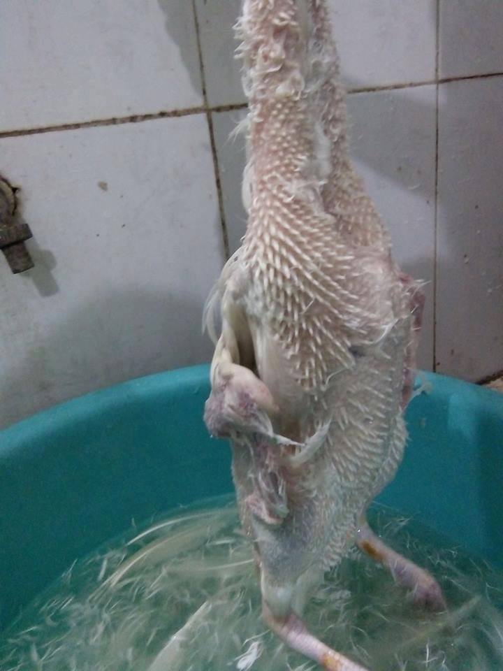 Không may ra mắt nhà chồng, mà nhổ lông vịt thế này là xong! - 2