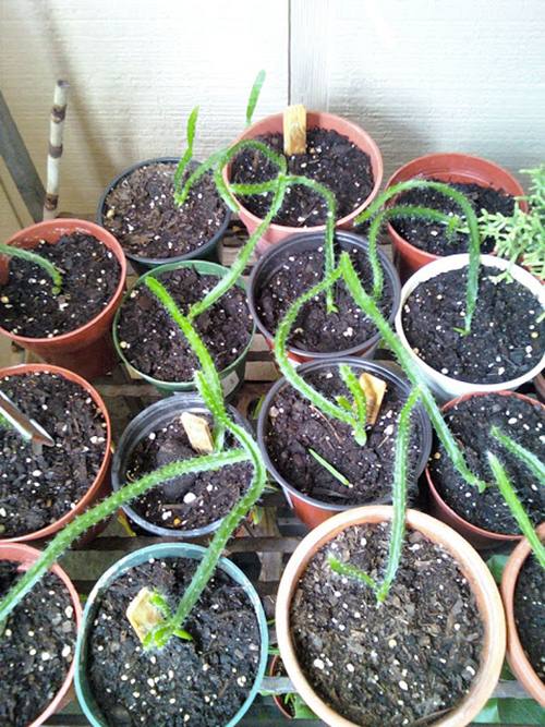 Tách các nhánh cây thanh long con để trồng riêng