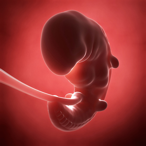 Mang thai tháng thứ 1: Chuyện gì xảy ra sau khoảnh khắc thụ thai? - 2
