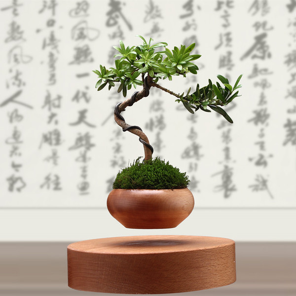 Cây trồng chậu xưa rồi, Tết năm nay mọi người amp;#34;chơiamp;#34; bonsai bay - 5