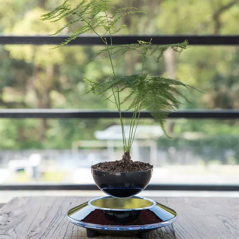 Cây trồng chậu xưa rồi, Tết năm nay mọi người amp;#34;chơiamp;#34; bonsai bay - 12
