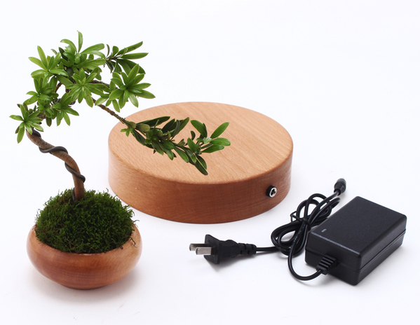Cây trồng chậu xưa rồi, Tết năm nay mọi người amp;#34;chơiamp;#34; bonsai bay - 6