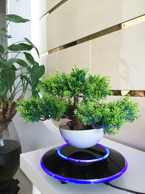 Cây trồng chậu xưa rồi, Tết năm nay mọi người amp;#34;chơiamp;#34; bonsai bay - 14