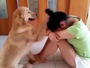Clip Eva - Chú chó đáng yêu dỗ dành cô chủ khóc khiến dân mạng thích thú