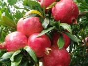 Sức khỏe - Lợi ích sức khỏe của vỏ quả lựu ít người biết